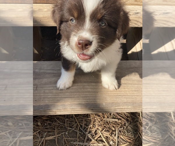 Medium Photo #1 Australian Shepherd Puppy For Sale in LIPAN, TX, USA