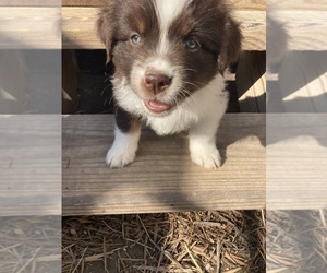 Australian Shepherd Puppy for sale in LIPAN, TX, USA