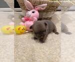 Small Photo #2 French Bulldog Puppy For Sale in HELENA, MT, USA
