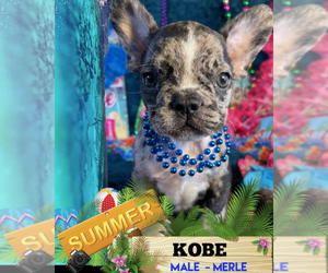 French Bulldog Puppy for sale in HEATHROW, FL, USA