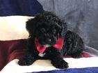 Small Photo #13 Poochon Puppy For Sale in HONEY BROOK, PA, USA