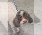 Small #1 Poodle (Miniature)