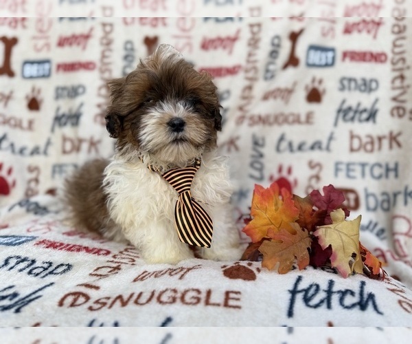 Medium Photo #6 Shih-Poo Puppy For Sale in LAKELAND, FL, USA