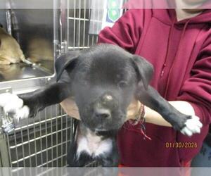 American Pit Bull Terrier Mix Dog for Adoption in Oklahoma City, Oklahoma USA