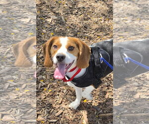 Beagle Dogs for adoption in Las Vegas, NV, USA