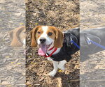 Small Beagle