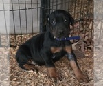 Small #2 Doberman Pinscher