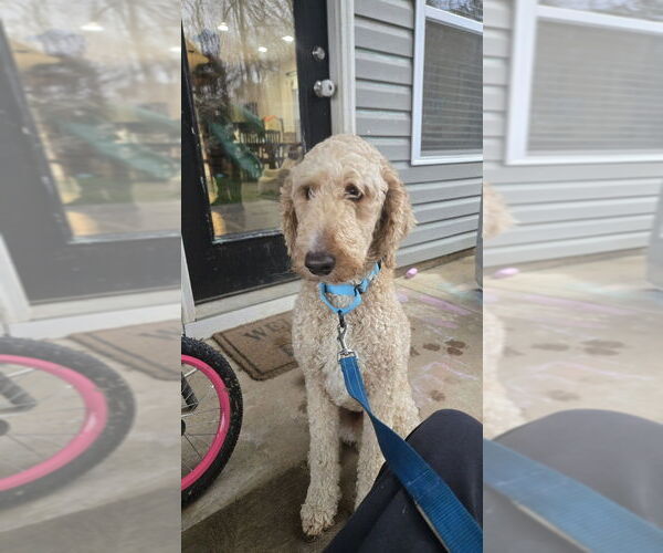 Medium Photo #2 Goldendoodle Puppy For Sale in Mooresville, NC, USA