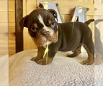 Puppy Rolo Bulldog