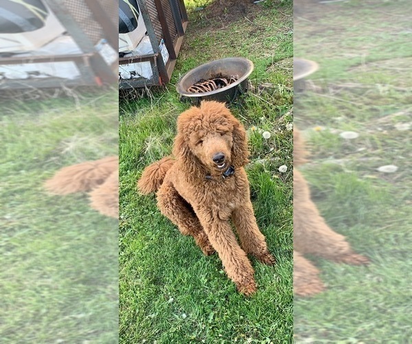 Medium Photo #1 Poodle (Standard) Puppy For Sale in VICTOR, NY, USA
