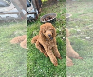 Father of the Poodle (Standard) puppies born on 05/16/2019