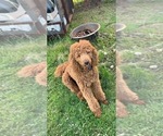 Small Photo #1 Poodle (Standard) Puppy For Sale in VICTOR, NY, USA