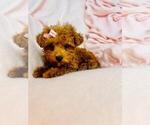 Small #19 Poodle (Toy)