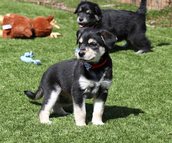 Medium Photo #2 German Shepherd Dog-Unknown Mix Puppy For Sale in San Diego, CA, USA