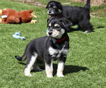 Small #1 German Shepherd Dog Mix