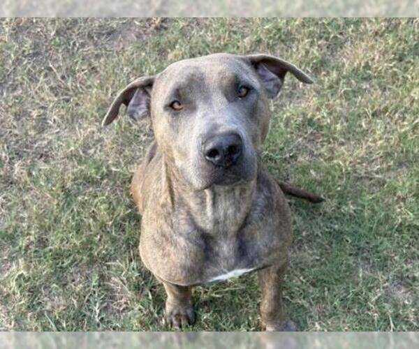 Medium Photo #1 Mutt Puppy For Sale in Tulsa, OK, USA