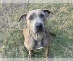 SOJOURNER - Female Mutt Dog for Adoption - Small photo