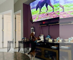 Beagle Dogs for adoption in Tampa, FL, USA