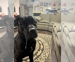 Small Photo #1 Cane Corso Puppy For Sale in NEW TAZEWELL, TN, USA