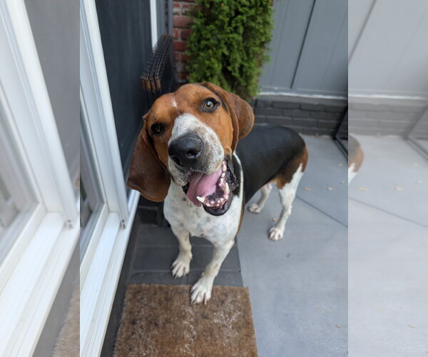 Medium Photo #2 Treeing Walker Coonhound Puppy For Sale in Green Forest, AR, USA