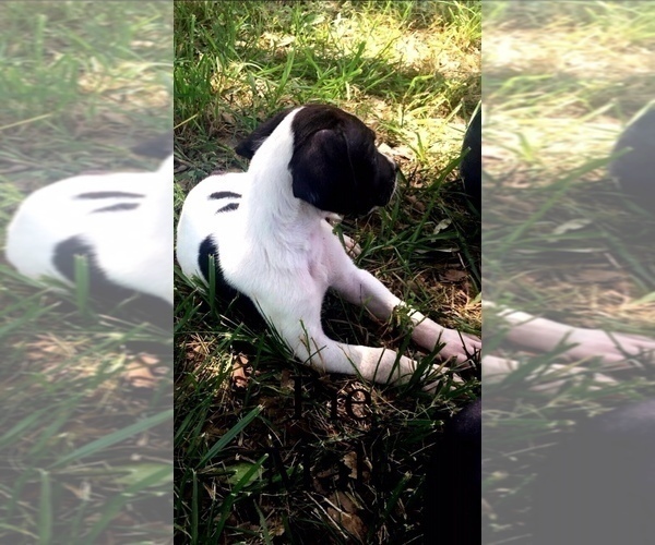 Medium Photo #5 Great Dane Puppy For Sale in MONROE, GA, USA