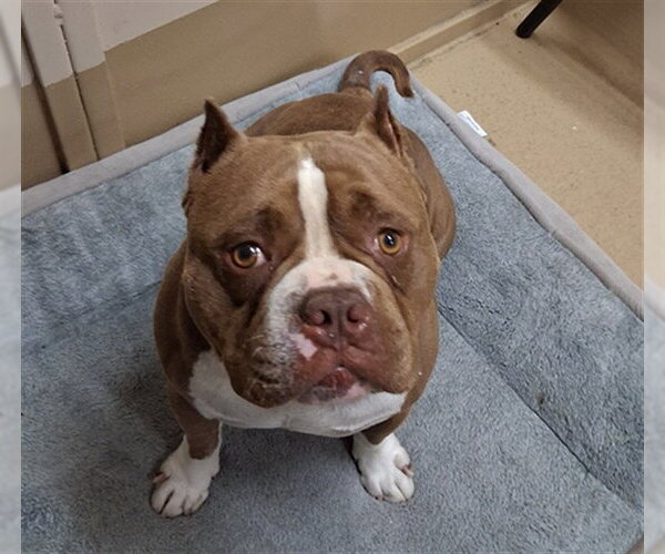 Medium Photo #1 Bulldog-Unknown Mix Puppy For Sale in Chula Vista, CA, USA
