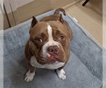 Small Bulldog Mix