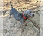 Small #1 American Pit Bull Terrier Mix
