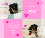 Small Photo #12 Yorkshire Terrier Puppy For Sale in MILWAUKEE, WI, USA