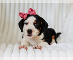 Small #3 Beagle-Mutt Mix