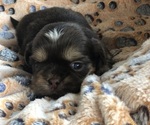 Puppy Chocolate male Shih Tzu