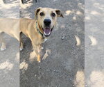 Small #1 Labrador Retriever Mix