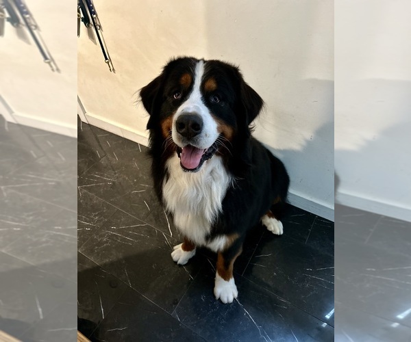 Medium Photo #1 Bernese Mountain Dog Puppy For Sale in NEWBURGH, NY, USA