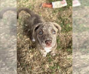 Labrador Retriever Dogs for adoption in Conroe, TX, USA
