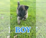Small Photo #1 Belgian Malinois Puppy For Sale in WILLISTON, FL, USA