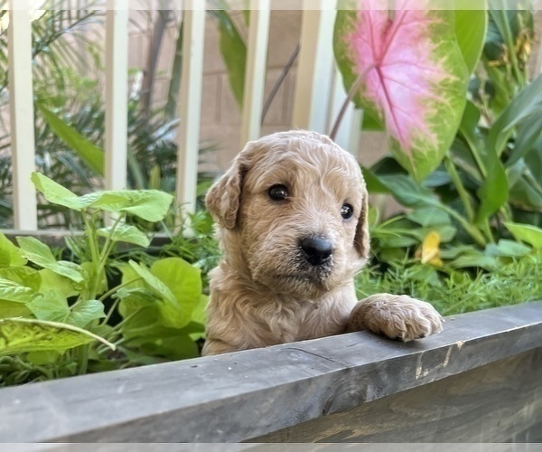 Medium Photo #4 Goldendoodle Puppy For Sale in EL MIRAGE, AZ, USA