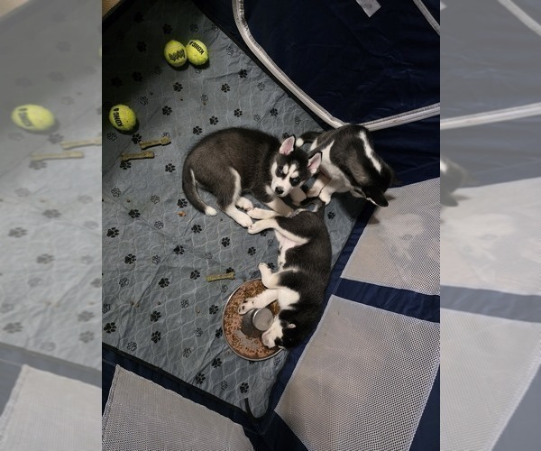 Medium Photo #11 Siberian Husky Puppy For Sale in ALTON, IL, USA