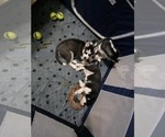 Small #9 Siberian Husky