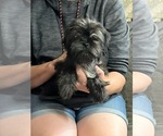 Small Photo #24 Shih Tzu Puppy For Sale in BROOKLET, GA, USA