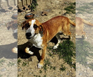 BB - Female Mutt Dog for Adoption - Photo #3