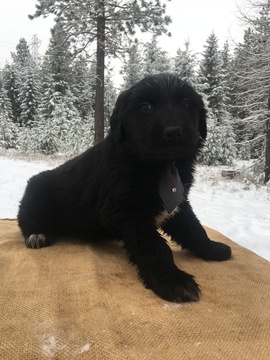 Medium Photo #1 Great Pyrenees-Newfoundland Mix Puppy For Sale in BONNERS FERRY, ID, USA