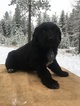 Small Photo #1 Great Pyrenees-Newfoundland Mix Puppy For Sale in BONNERS FERRY, ID, USA