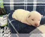 Puppy 7 Siberian Husky