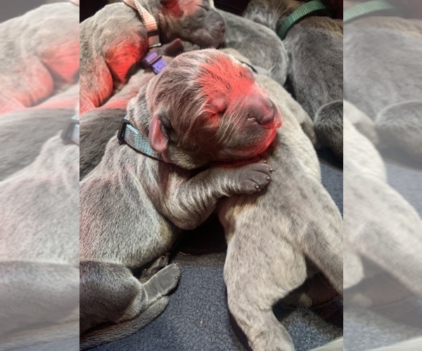 Medium Photo #6 Cane Corso Puppy For Sale in MIAMI, FL, USA