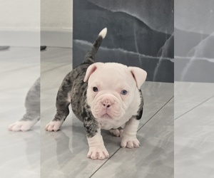 American Bully Puppy for sale in NORTH PORT, FL, USA