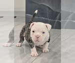 Image preview for Ad Listing. Nickname: Cookie