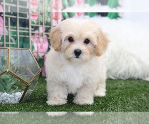 Cavachon Puppy for sale in MARIETTA, GA, USA