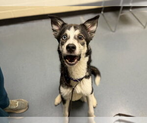 Siberian Husky-Unknown Mix Dogs for adoption in Denver, CO, USA