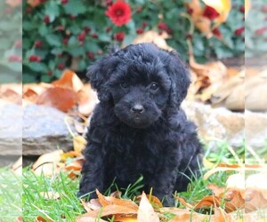 Goldendoodle-Poodle (Miniature) Mix Puppy for sale in LEBANON, PA, USA