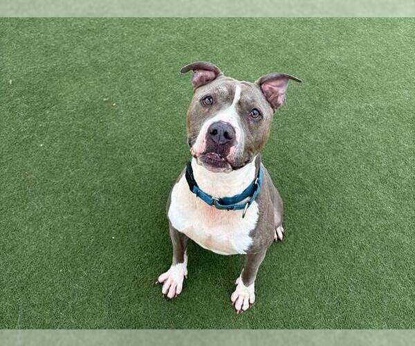 Medium Photo #4 Mutt Puppy For Sale in Martinez, CA, USA